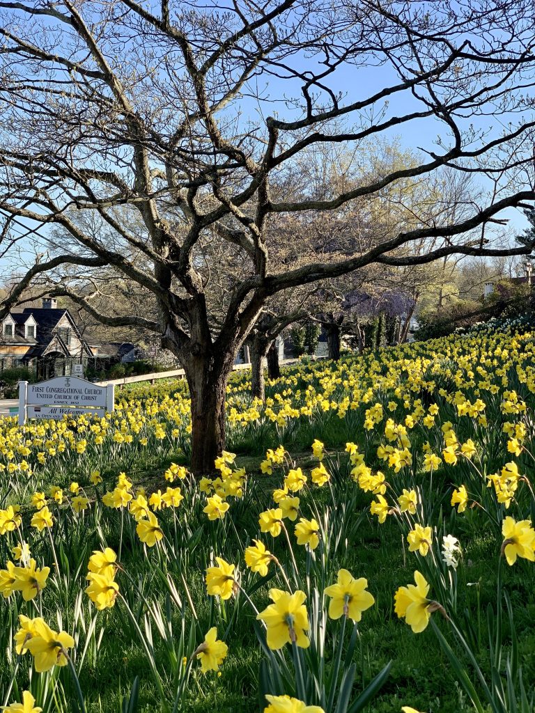 Daffodils at the First Congregational Church in Essex photo courtesy of Essex Board of Trade.