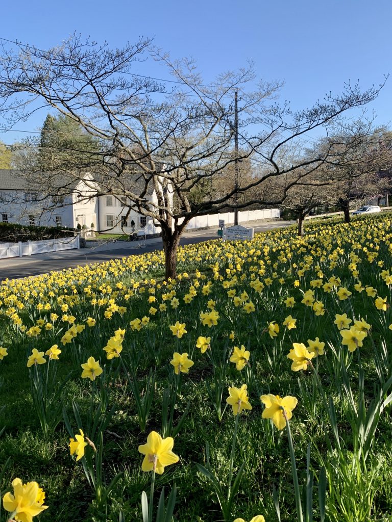 Daffodils in Essex photo courtesy of Essex Board of Trade.