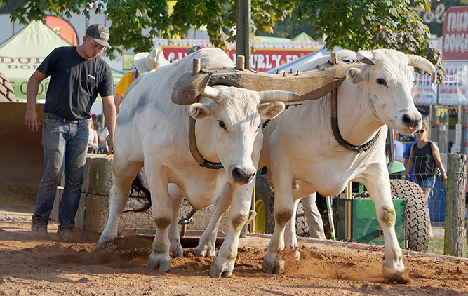 Ox Pull during the Guilford Fair, in Guilford Connecticut. Photo by Larry Kalbfeld