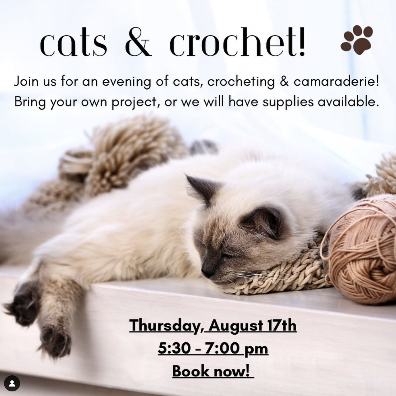 Cats & Crochet