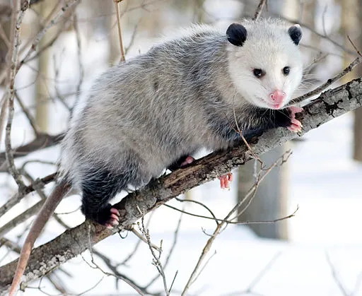 Opossums in connecticut photo via google search
