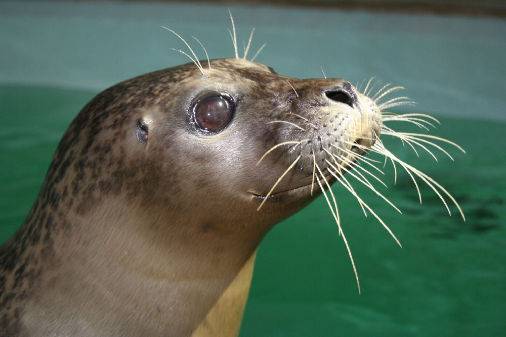 Ariel, harbor seal at Maritime Aquarium in Norwalk, Connecticut