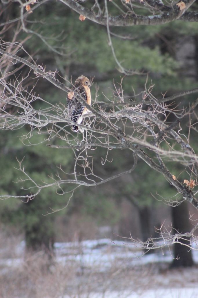 Christmas Bird Count in New Preston, Connecticut on December 17, 2023 Red-shouldered hawk hunting on a winter morning Photo by Rory Larson