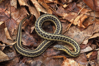 Snakes of Connecticut photo via Department of Energy & Environmental Protection's website