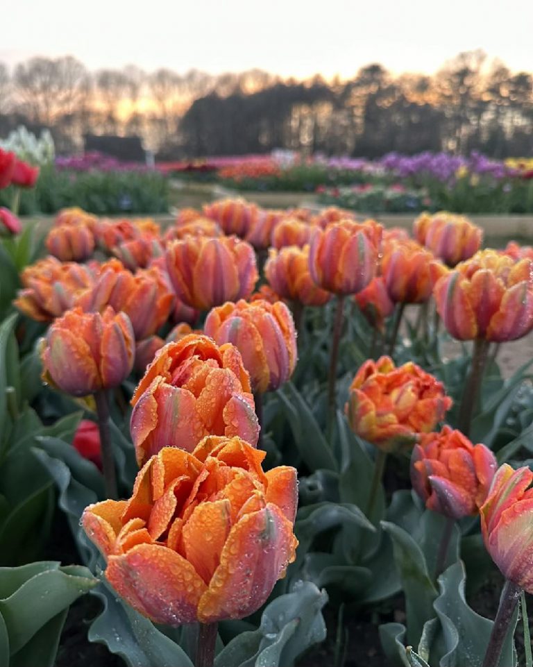 342203507 1000229711137198 1545699582927210449 n 768x961