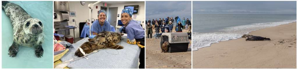 Mystic Aquarium releases Cranbury back into the wild on December 6, 2023