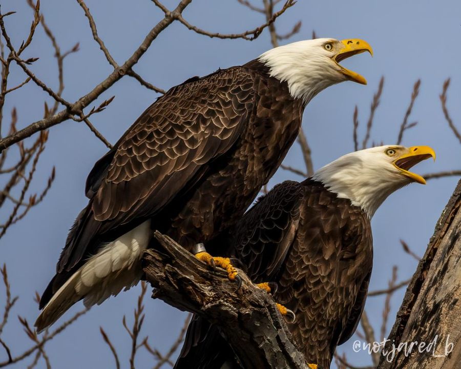 Eagles in Connecticut photo by notjared_b on instagram