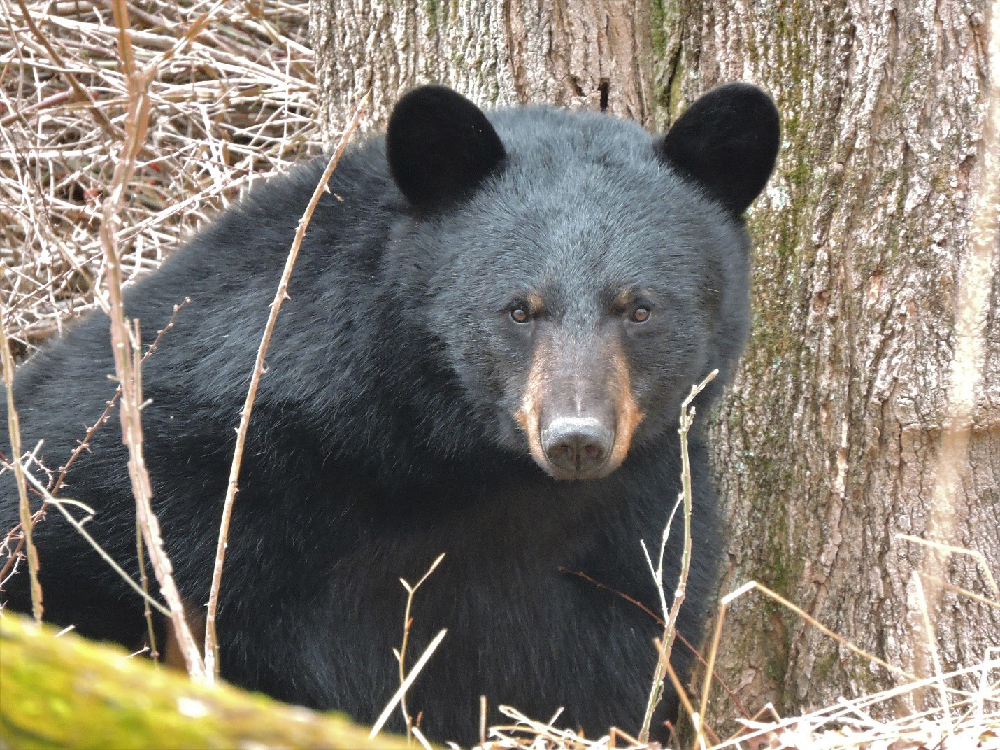 Connecticut Black Bears: Our Neighbors in the Wild by Steep Rock Association on January 18