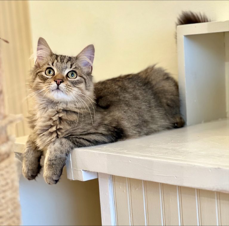 processed 0270FFBD 5BA5 4935 8328 18797FFC9565 768x761