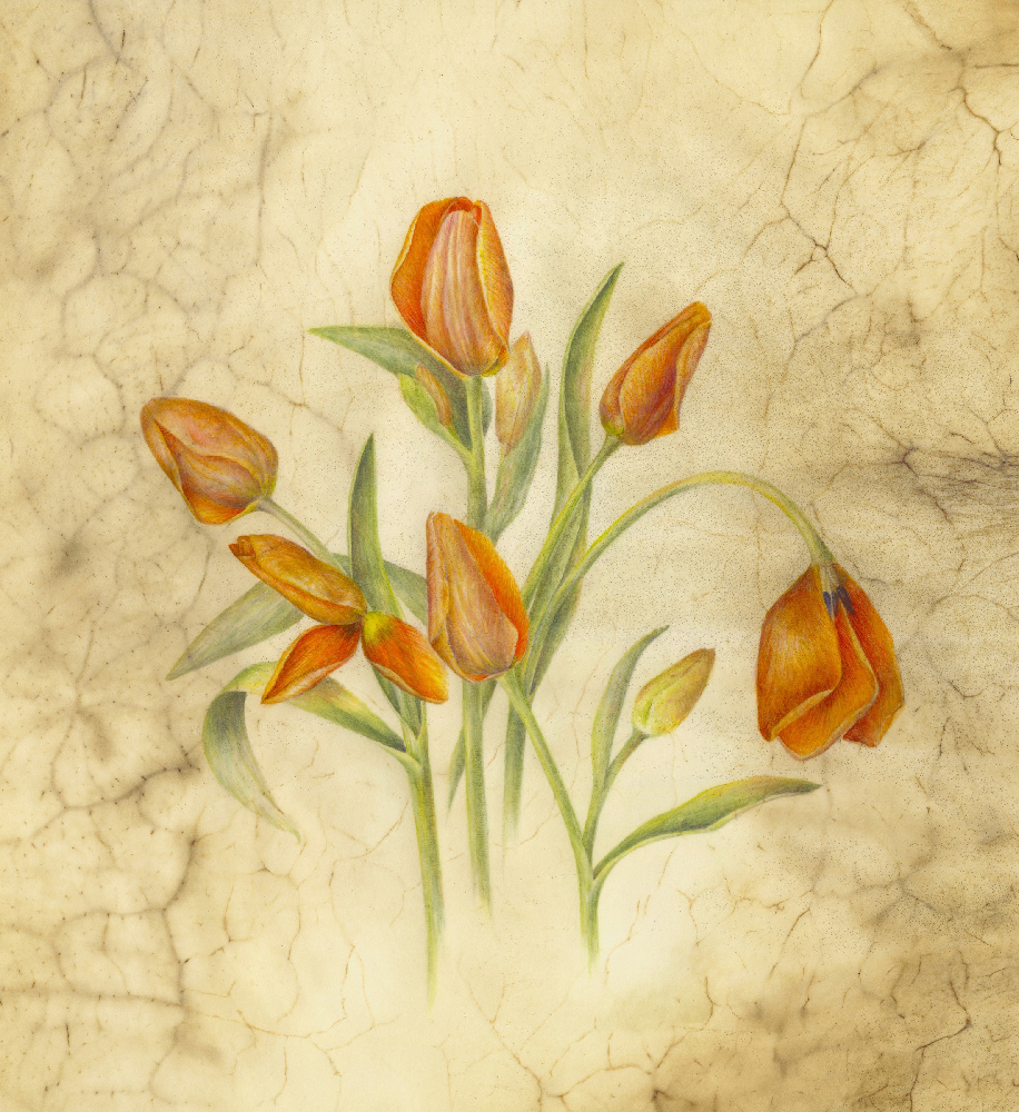 Corinne Lapin-Cohen, Ad-Reem Tulips on exhibit at The Kershner Gallery in the fairfield public library in Fairfield Connecticut in April to june 2024