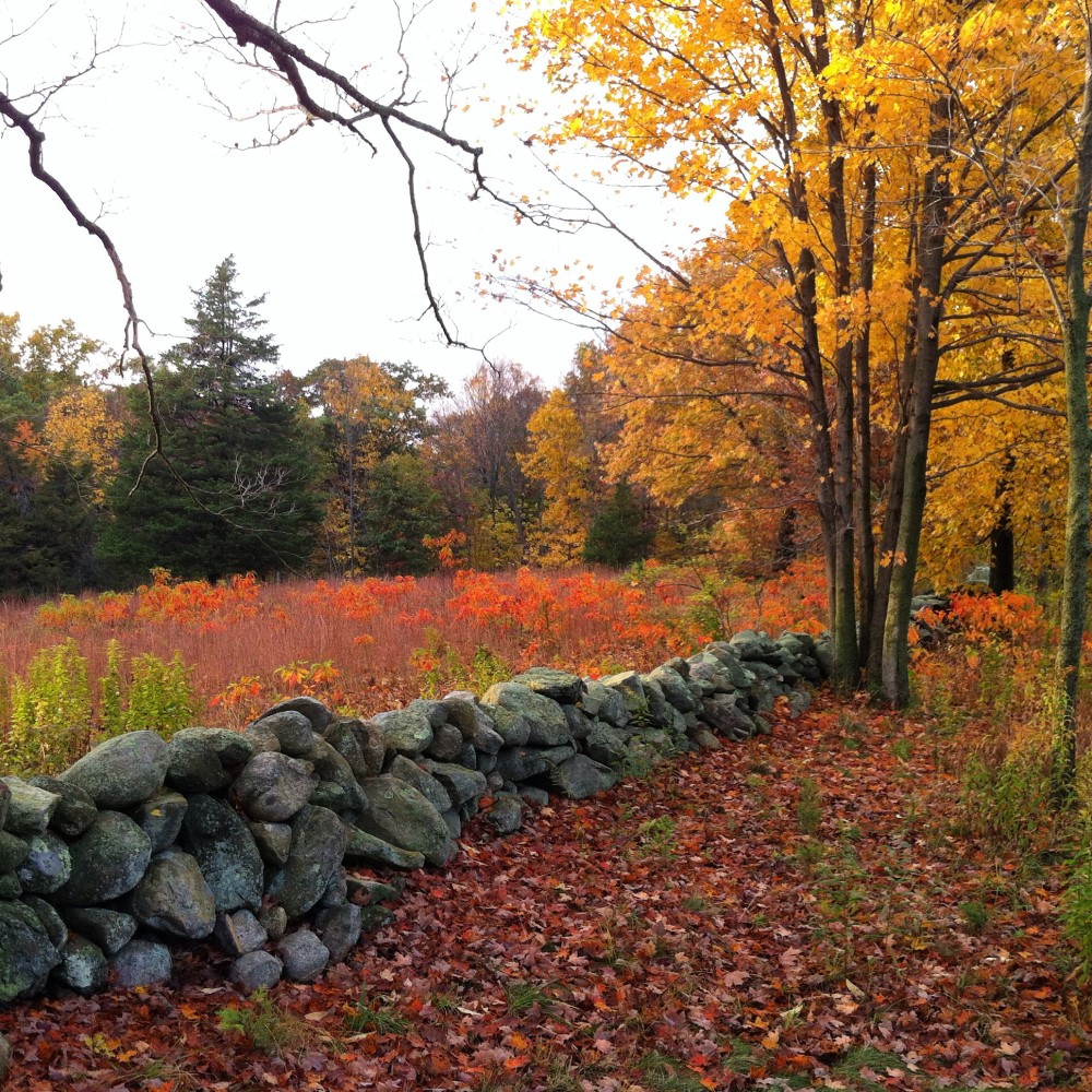 Weir Farm Meadow and Woodlands with Stone Wall in Autumn