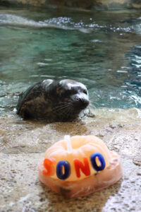 Celebrate Sono's first birthday at the maritme aquarium in norwalk, connecticut 