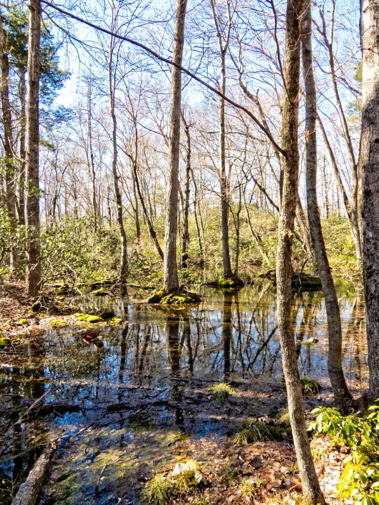 In search of spring amphibians with lyme land trust in lyme, connecticut 