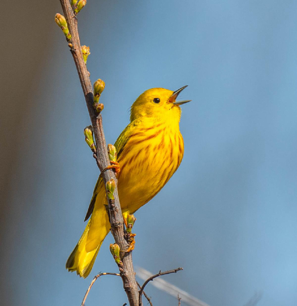 Bird walking in Wilton, Connecticut in April and May 2024