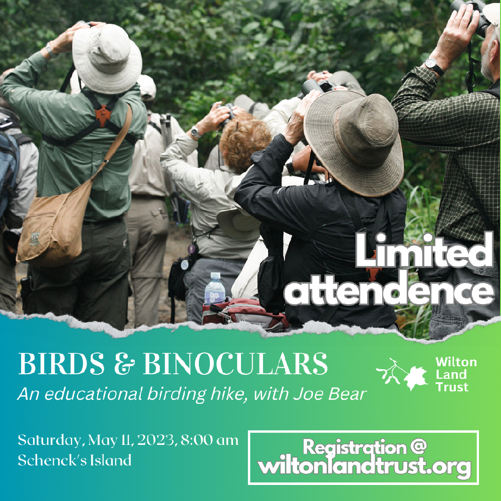 Birds & Binoculars