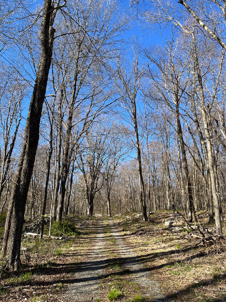 Existing trails on the property will be open to the public if the Wyndham Land Trust can acquire the property photo via Janet Booth