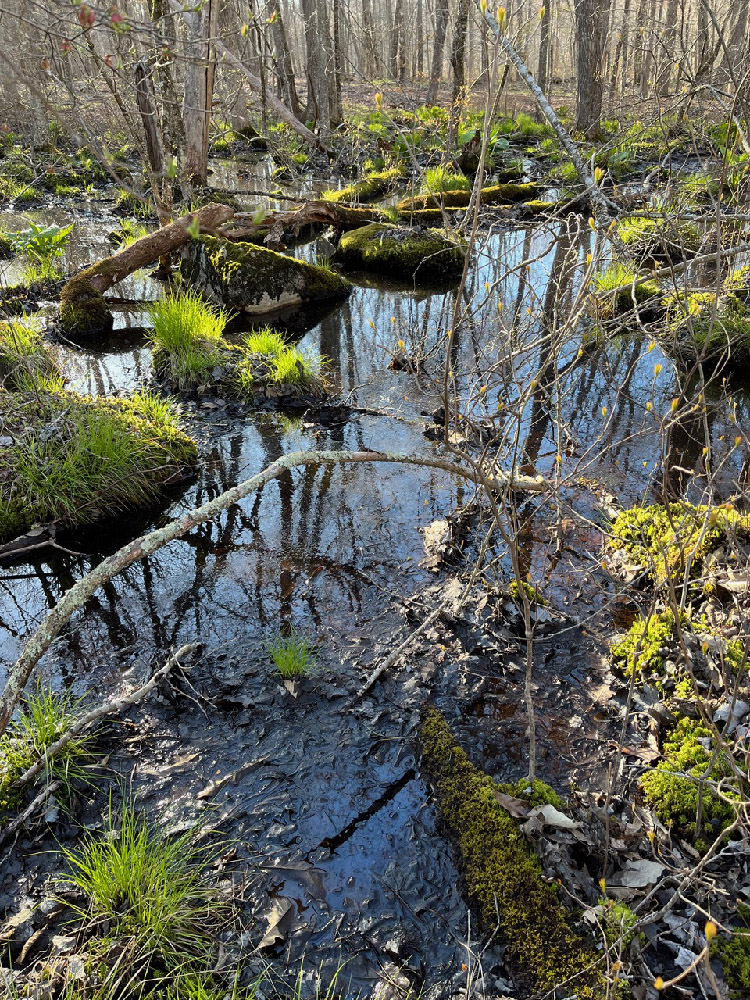 The land trust will protect valuable wetlands in Hillandale Woods photo via Janet Booth