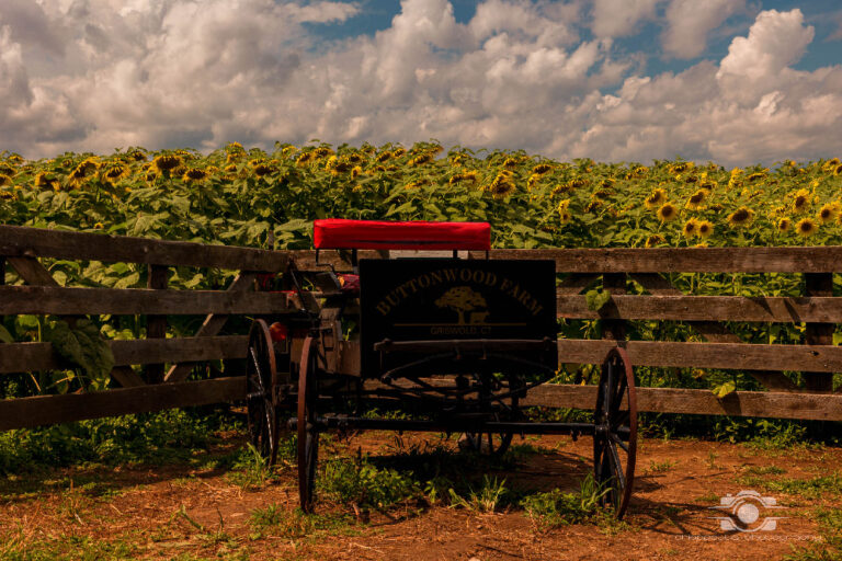 buttonwood 1 of 1 768x512