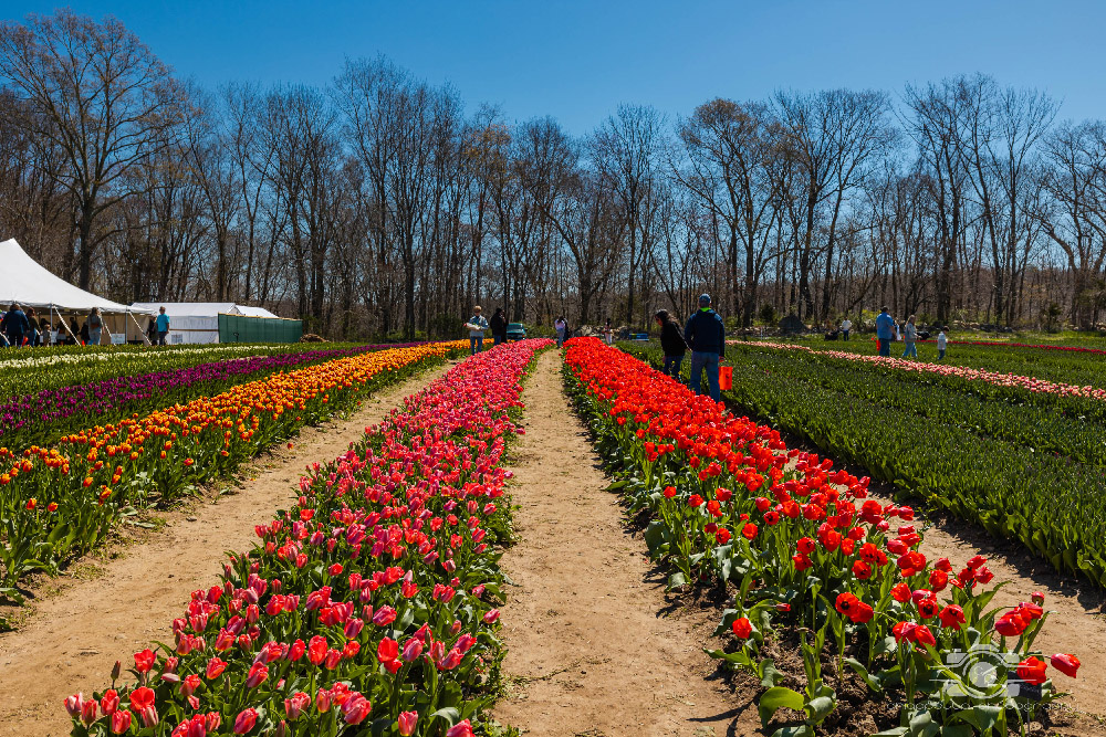 Wicked Tulips in Preston, Connecticut photo by Photo by Scott Chiappetta