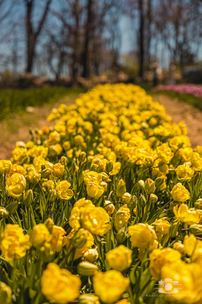 Wicked Tulips in Preston, Connecticut photo by Photo by Scott Chiappetta