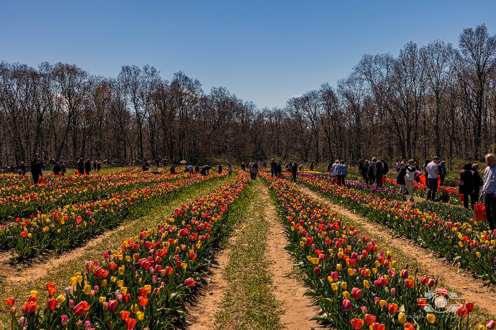 Wicked Tulips in Preston, Connecticut photo by Photo by Scott Chiappetta