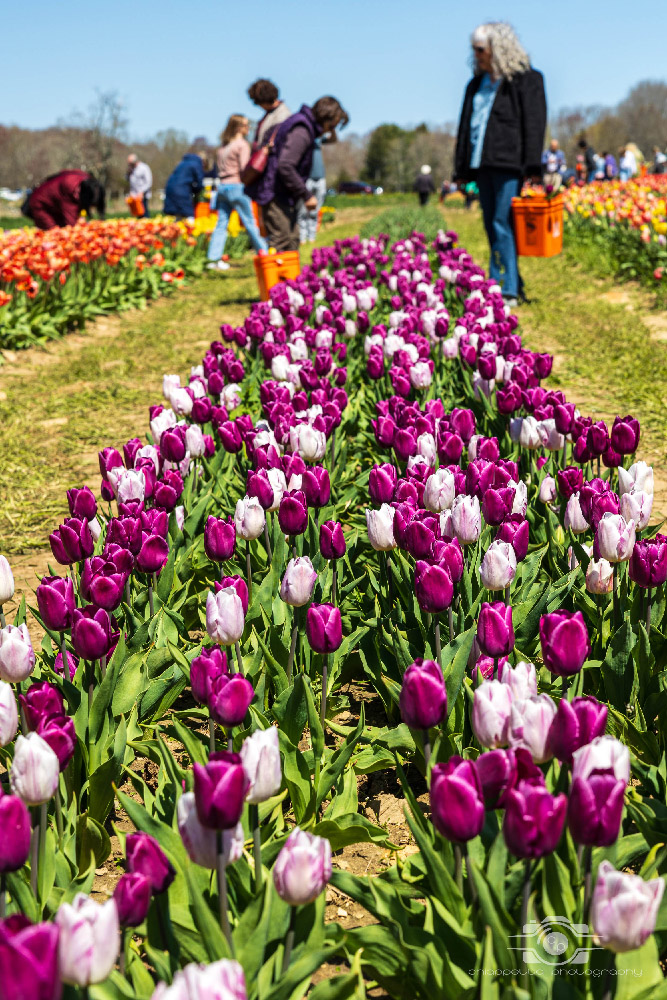 Wicked Tulips in Preston, Connecticut photo by Photo by Scott Chiappetta