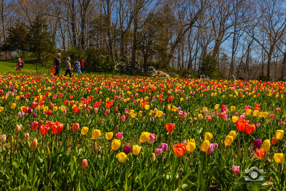 Wicked Tulips in Preston, Connecticut photo by Photo by Scott Chiappetta