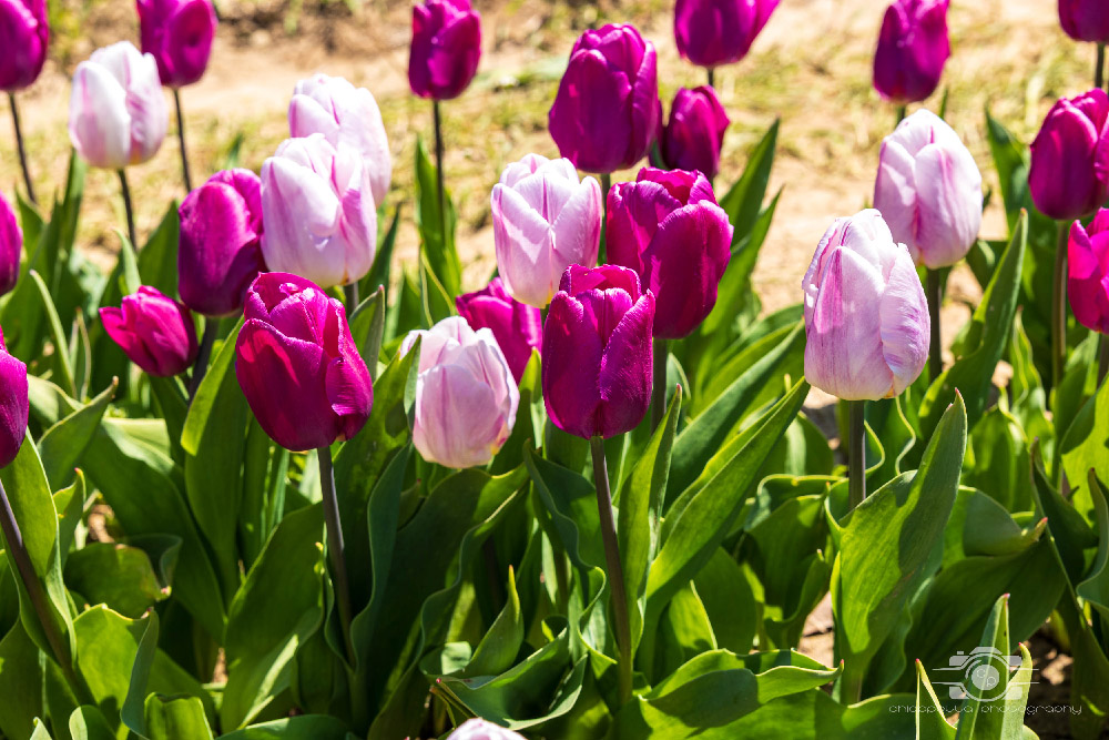 Wicked Tulips in Preston, Connecticut photo by Photo by Scott Chiappetta