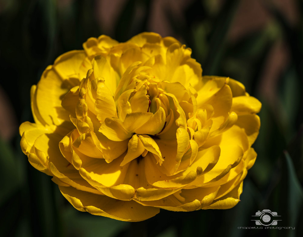 Wicked Tulips in Preston, Connecticut photo by Photo by Scott Chiappetta