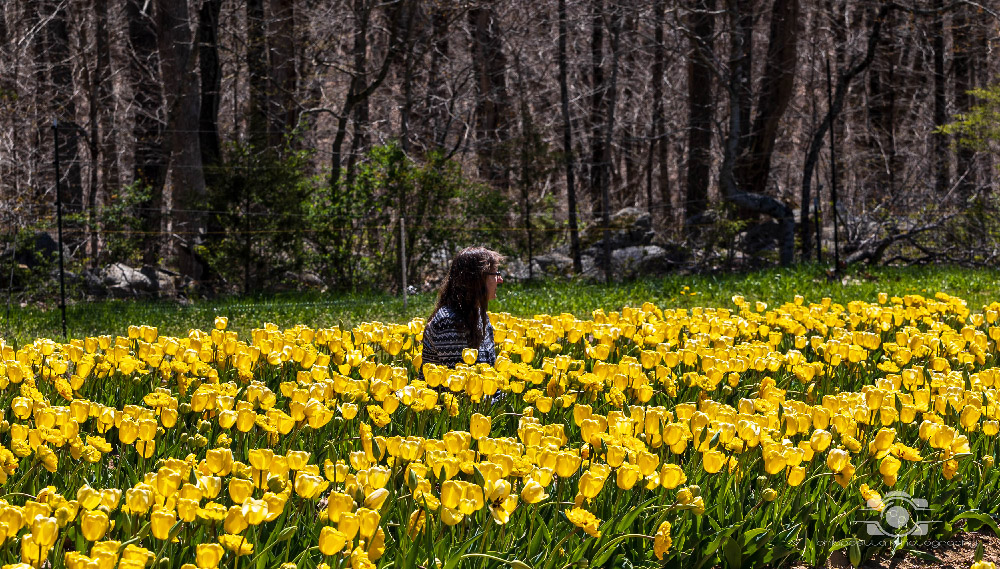 Wicked Tulips in Preston, Connecticut photo by Photo by Scott Chiappetta