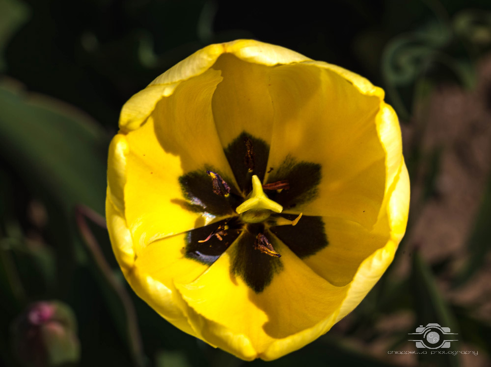 Wicked Tulips in Preston, Connecticut photo by Photo by Scott Chiappetta