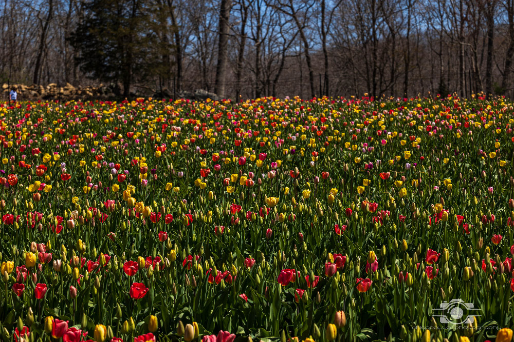 Wicked Tulips in Preston, Connecticut photo by Photo by Scott Chiappetta