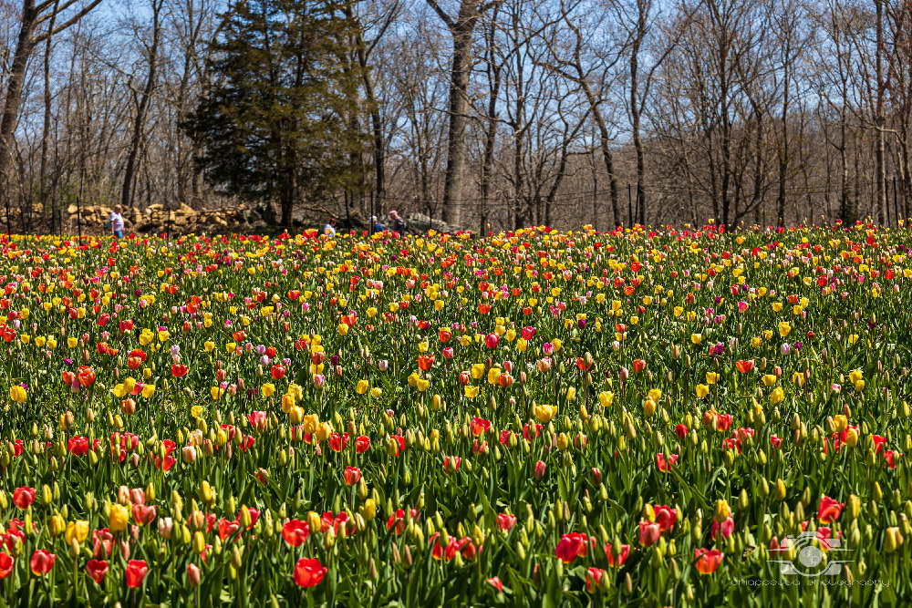 Wicked Tulips in Preston, Connecticut photo by Photo by Scott Chiappetta