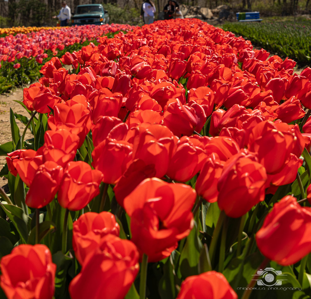 Wicked Tulips in Preston, Connecticut photo by Photo by Scott Chiappetta