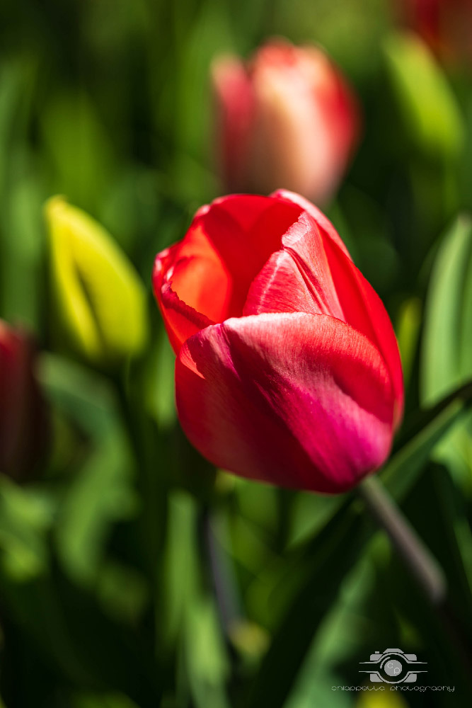 Wicked Tulips in Preston, Connecticut photo by Photo by Scott Chiappetta