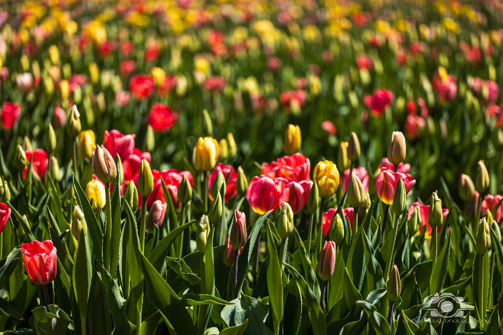 Wicked Tulips in Preston, Connecticut photo by Photo by Scott Chiappetta