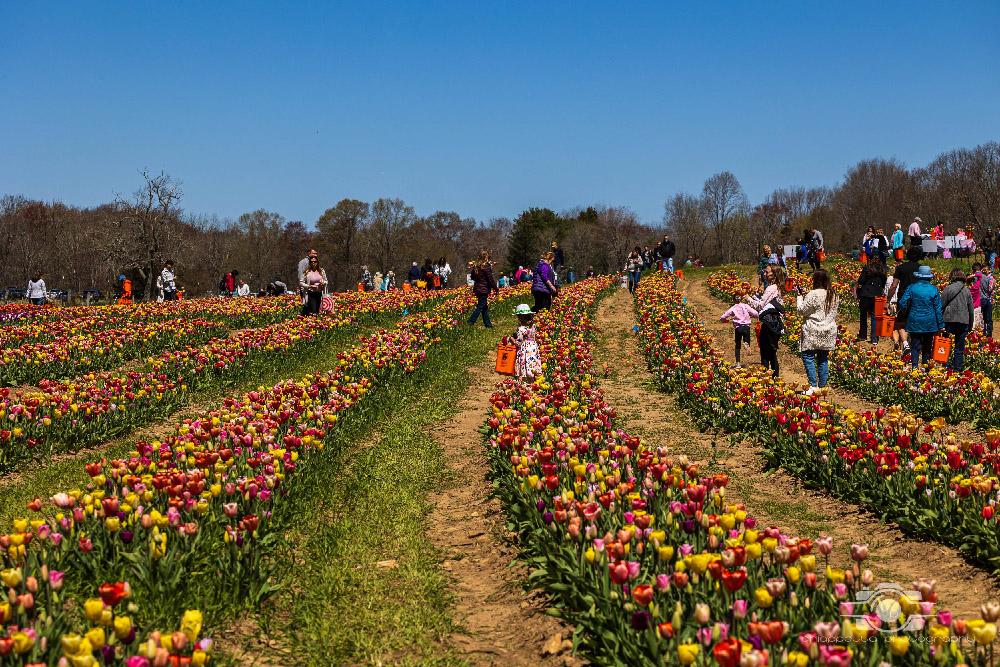 Wicked Tulips in Preston, Connecticut photo by Photo by Scott Chiappetta