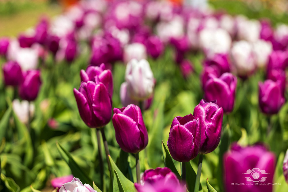 Wicked Tulips in Preston, Connecticut photo by Photo by Scott Chiappetta