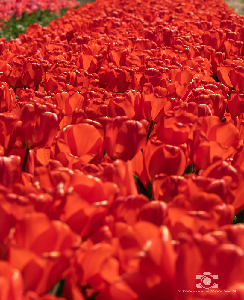 Wicked Tulips in Preston, Connecticut photo by Photo by Scott Chiappetta