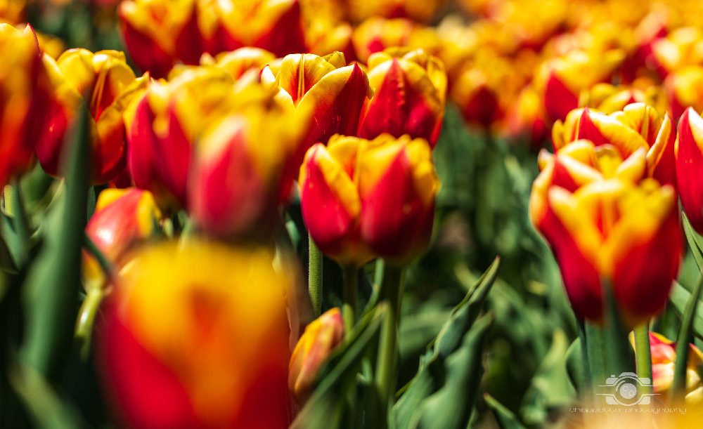 Wicked Tulips in Preston, Connecticut photo by Photo by Scott Chiappetta