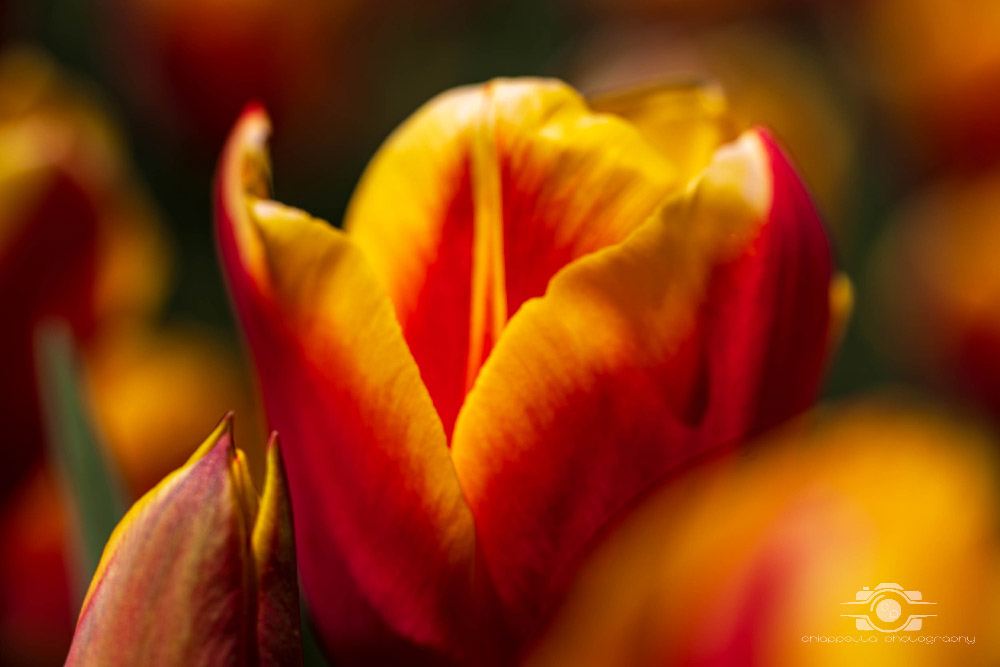 Wicked Tulips in Preston, Connecticut photo by Photo by Scott Chiappetta