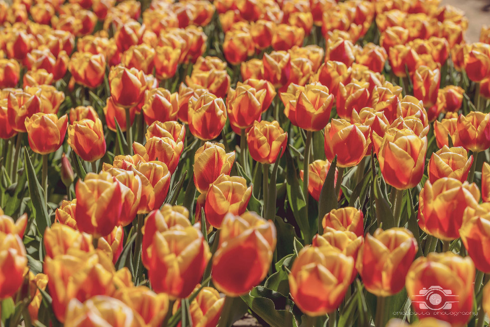 Wicked Tulips in Preston, Connecticut photo by Photo by Scott Chiappetta