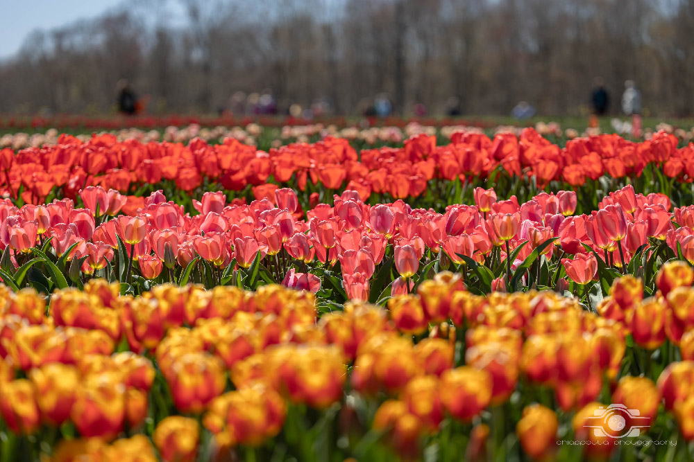 Wicked Tulips in Preston, Connecticut photo by Photo by Scott Chiappetta