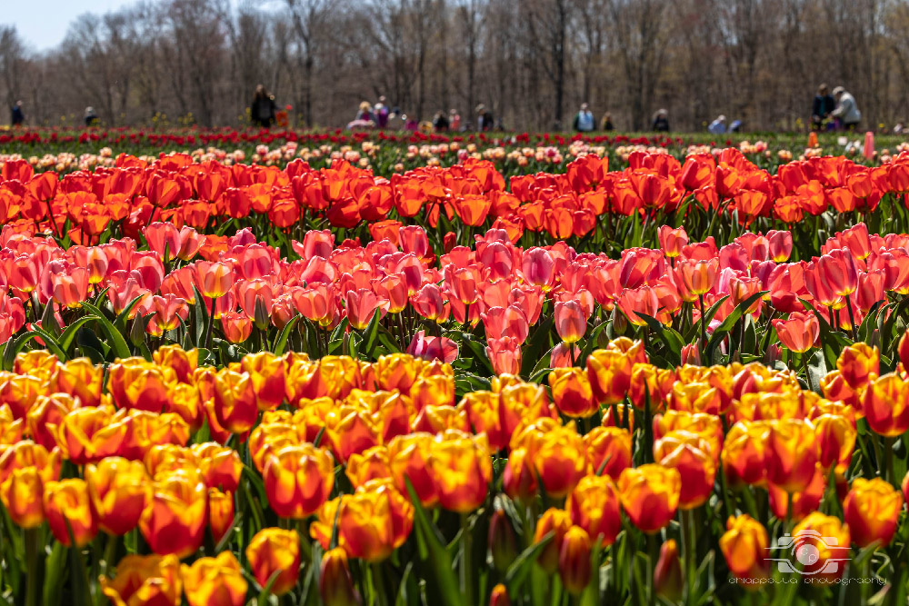 Wicked Tulips in Preston, Connecticut photo by Photo by Scott Chiappetta