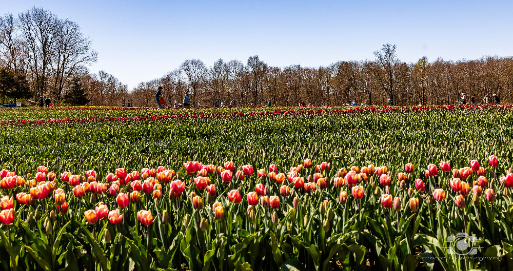 Wicked Tulips in Preston, Connecticut photo by Photo by Scott Chiappetta