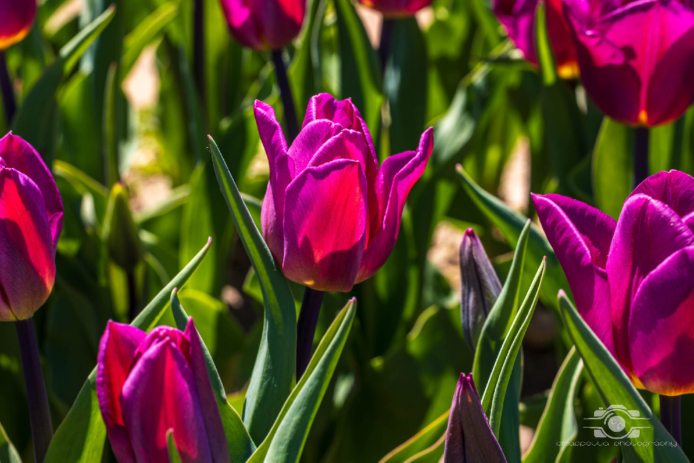 Wicked Tulips in Preston, Connecticut photo by Photo by Scott Chiappetta