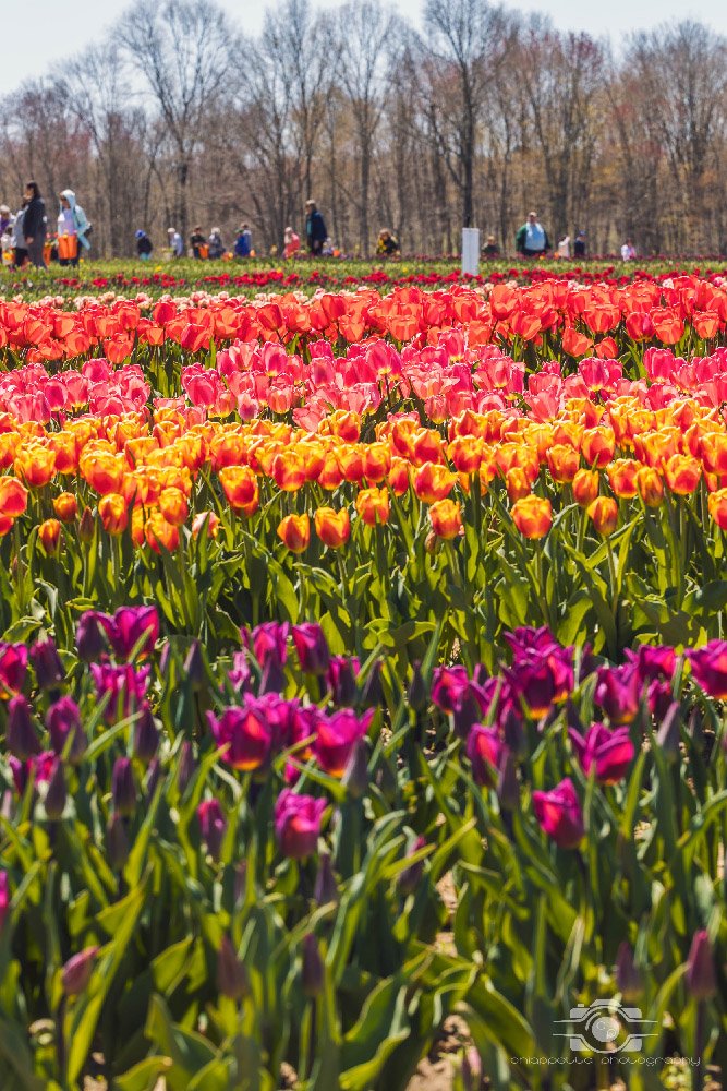 Wicked Tulips in Preston, Connecticut photo by Photo by Scott Chiappetta