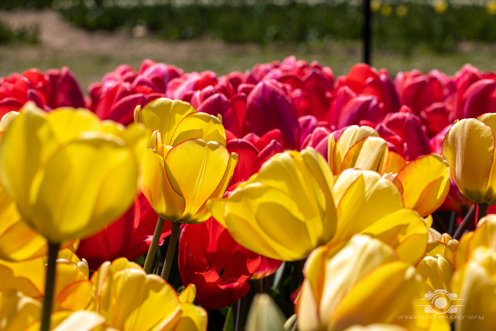 Wicked Tulips in Preston, Connecticut photo by Photo by Scott Chiappetta