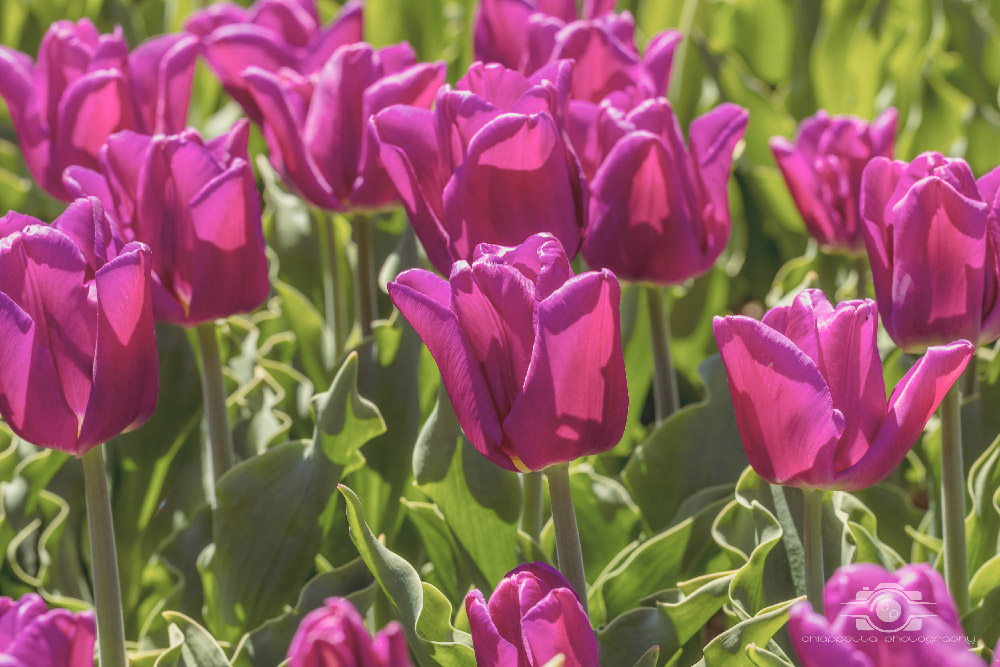 Wicked Tulips in Preston, Connecticut photo by Photo by Scott Chiappetta