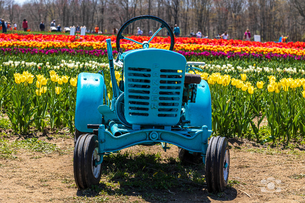 Wicked Tulips in Preston, Connecticut photo by Photo by Scott Chiappetta